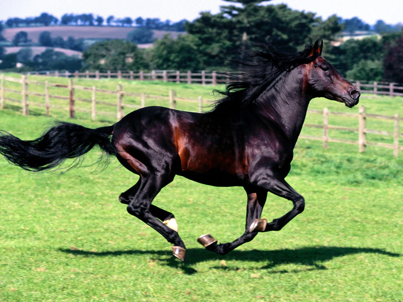 horse_2017