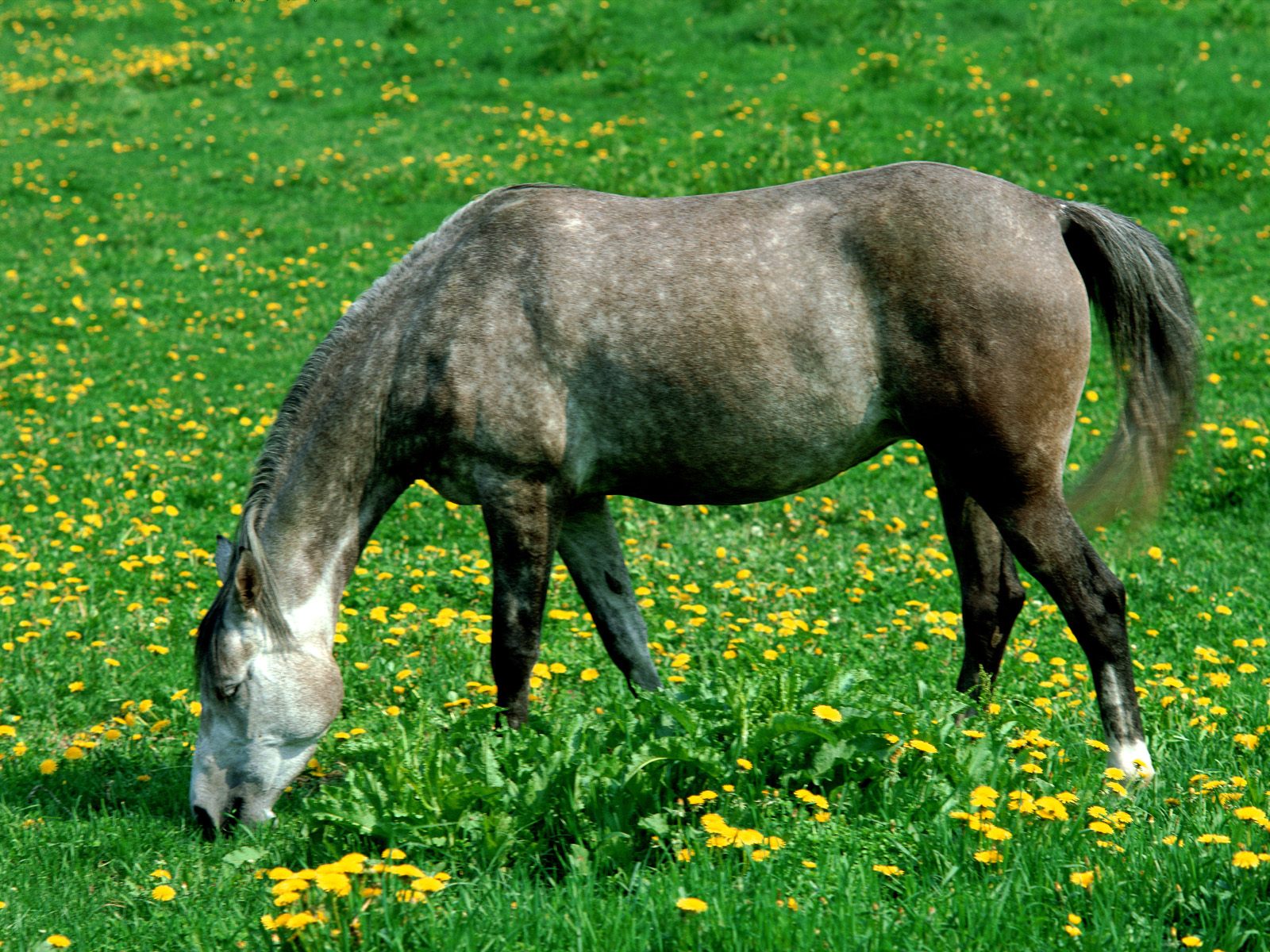 horse_4001