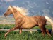 horse_2001