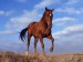horse_2002
