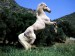 horse_2006