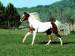 horse_3015